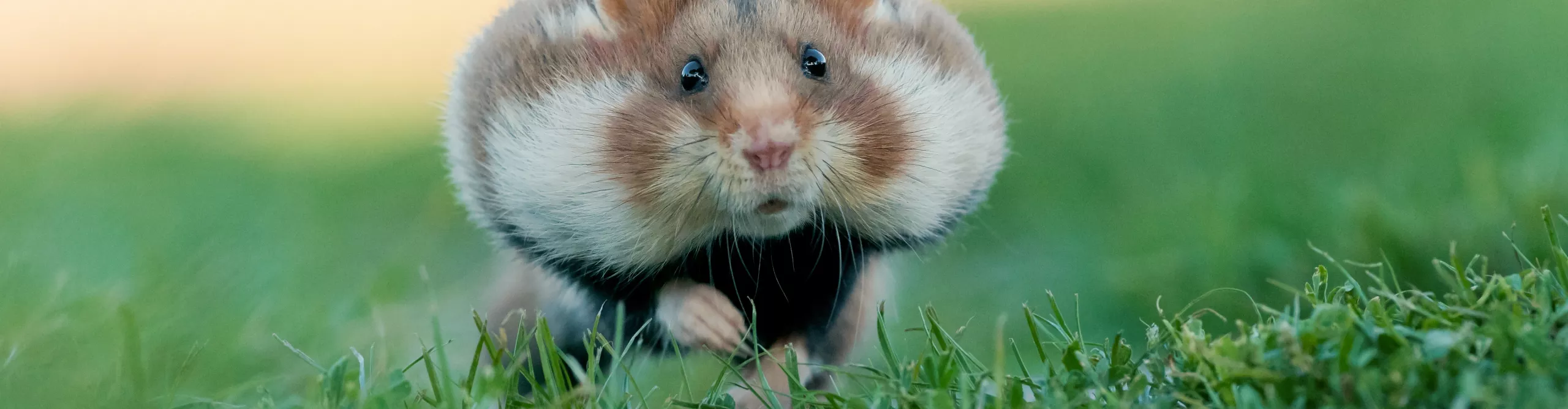 chomik z pełnymi policzkami