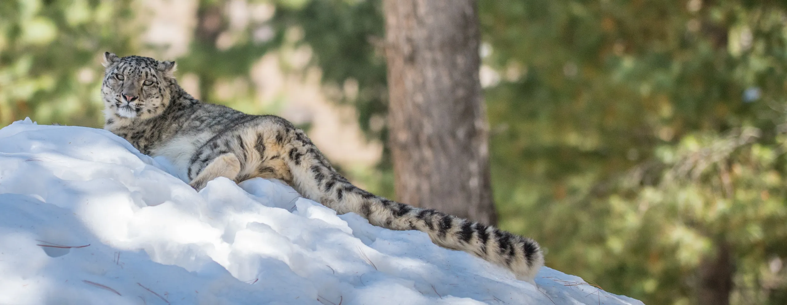 Długi ogon pantery śnieżnej, ©Muhammad Osama, WWF Pakistan