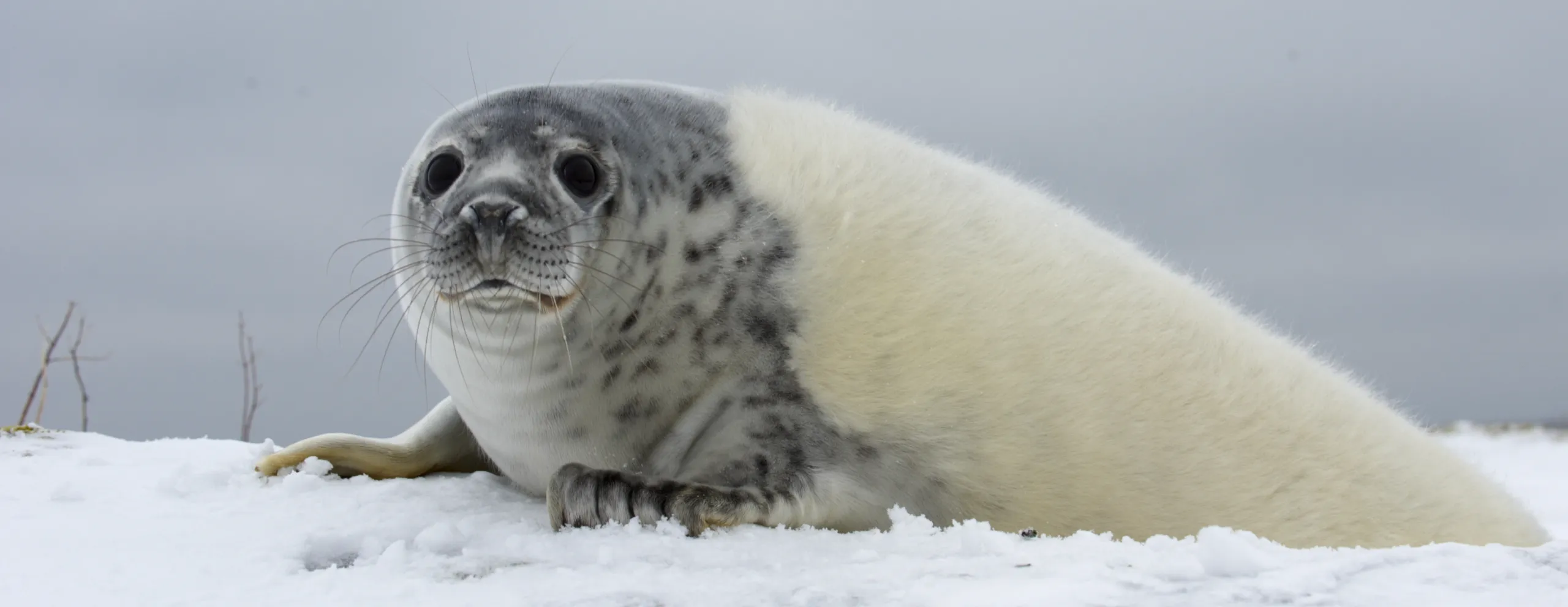 Młoda foka z pozostałościami szczenięcego futra