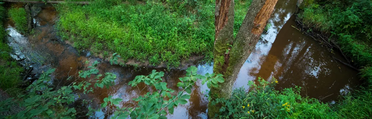 rzeka Dębowiec, ©Piotr Bednarek
