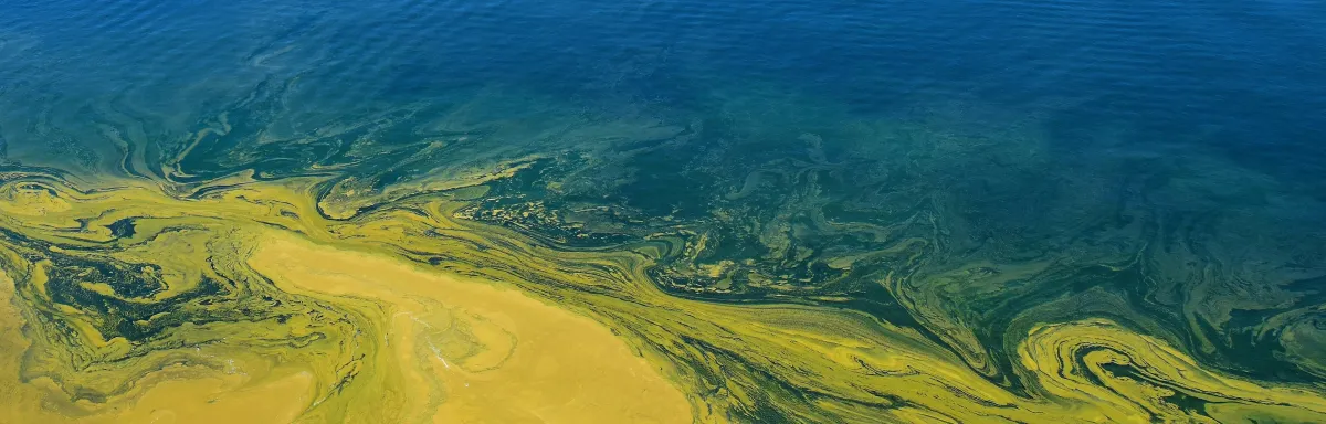 martwa strefa na bałtyku