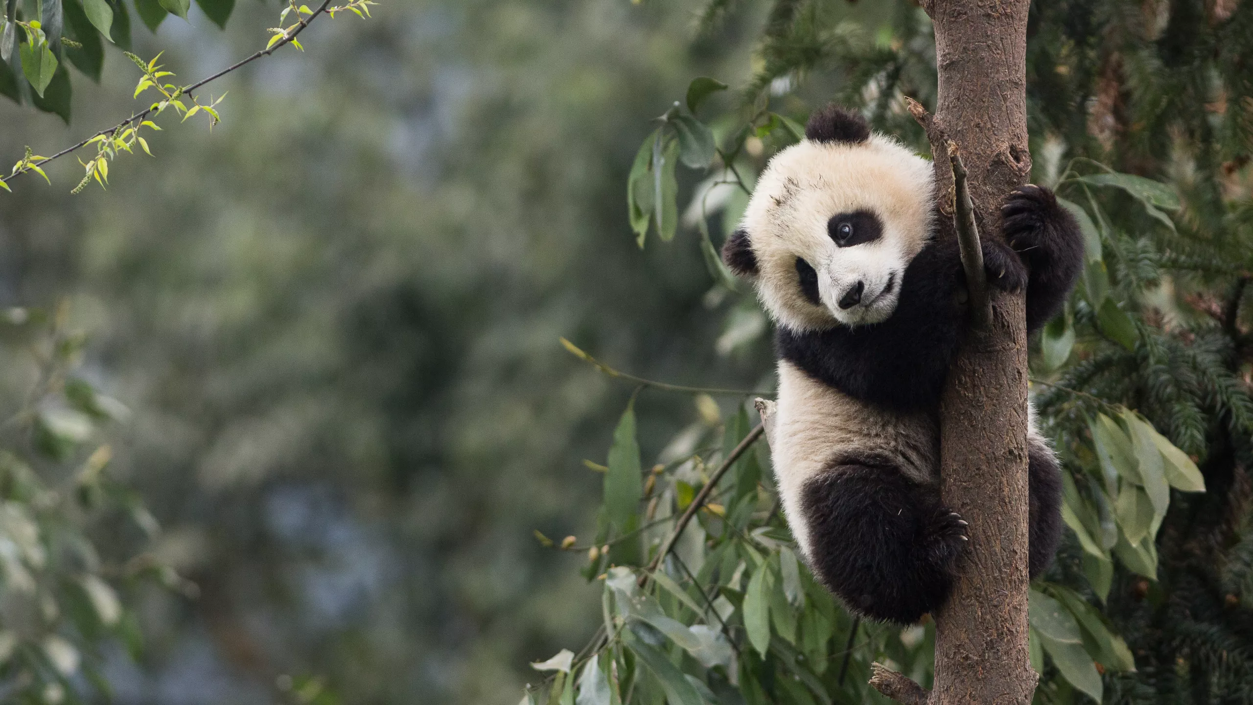 panda na drzewie