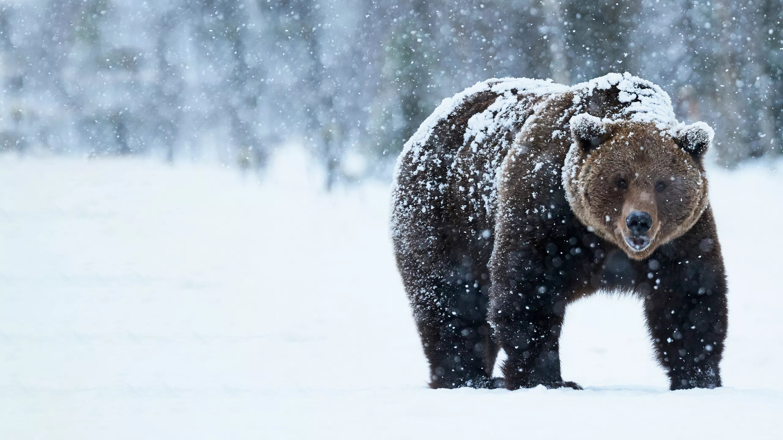 niedźwiedź w zimie