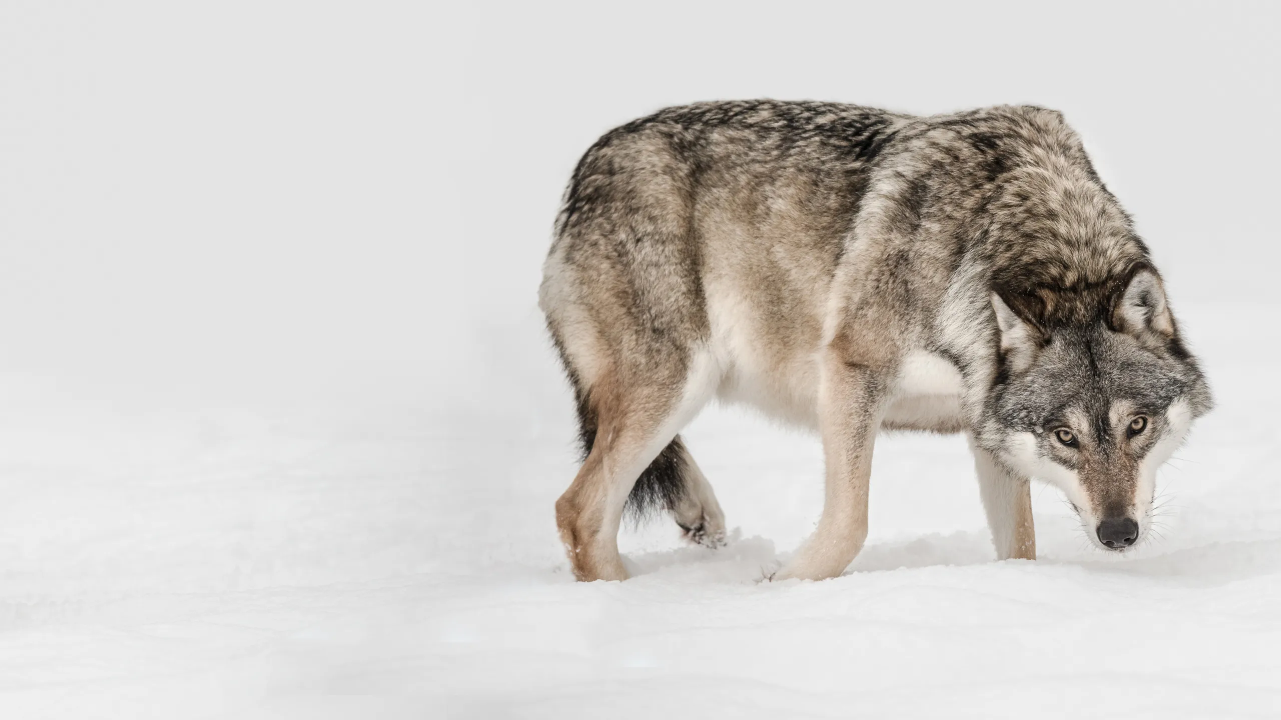wilk na śniegu