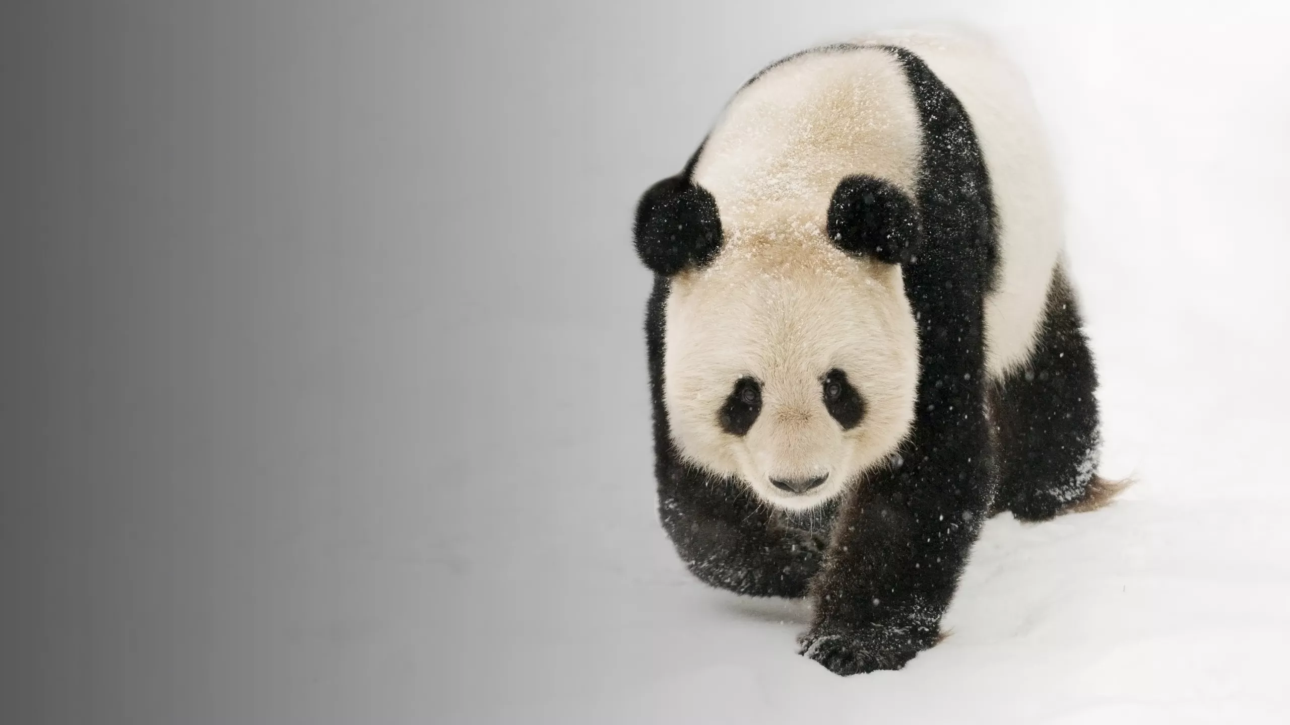 panda wielka na śniegu