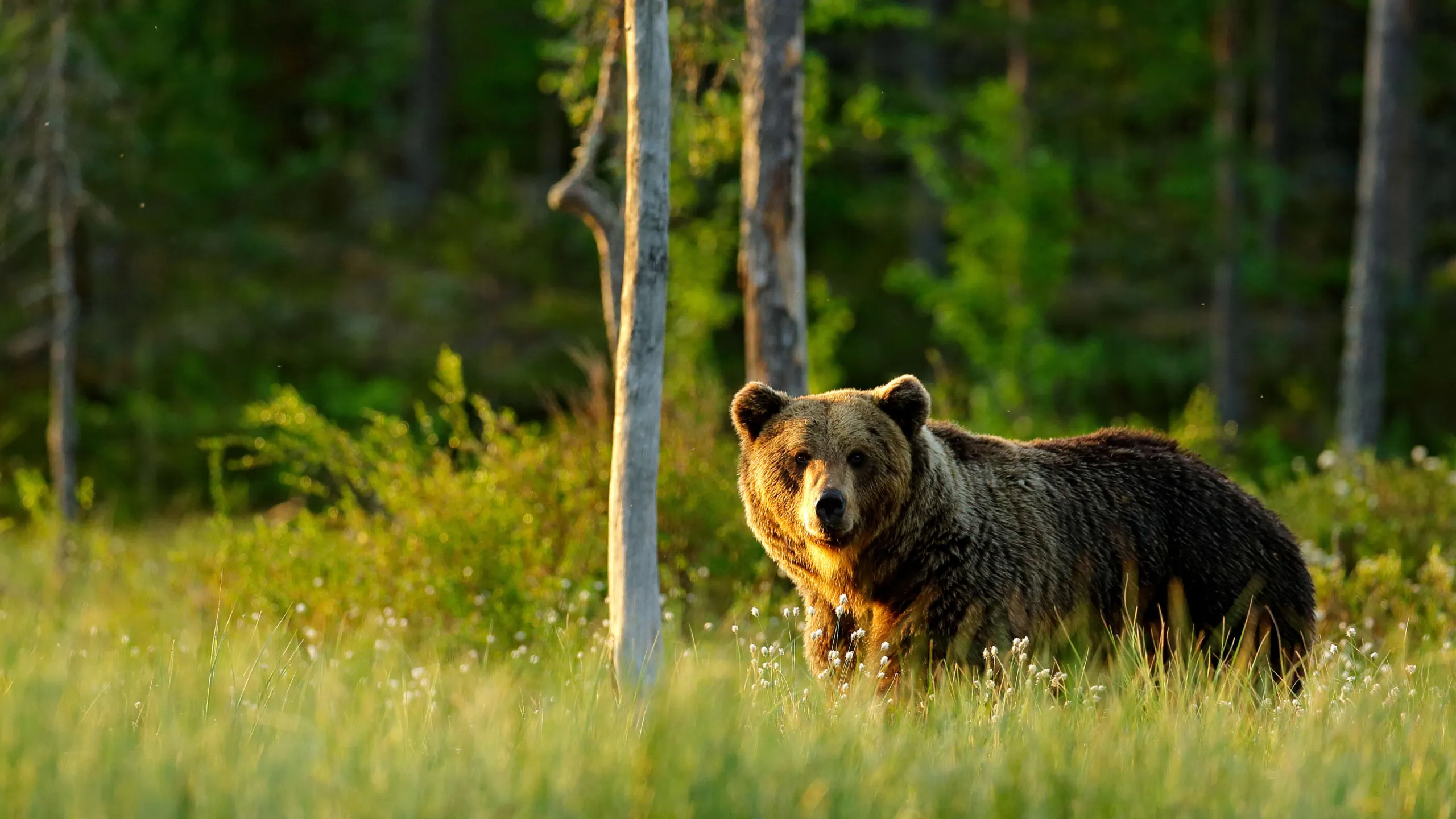 Niedźwiedź w lesie