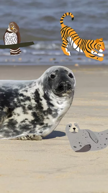 foka i banda pandy wwf