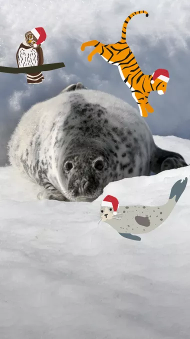 foka i banda pandy wwf