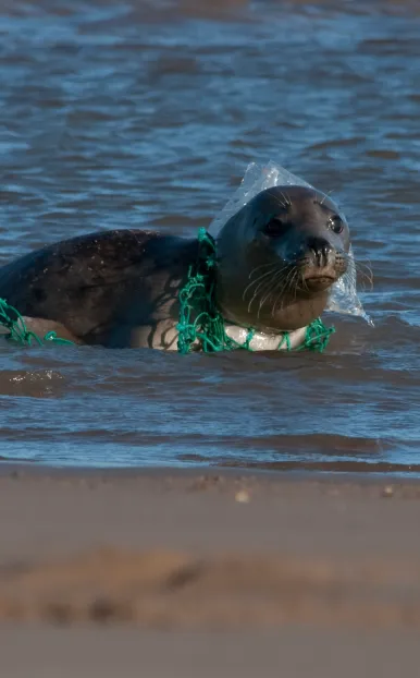 Foka zaplątana w sieć