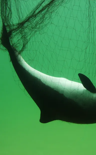 przyłów w sieciach rybackich