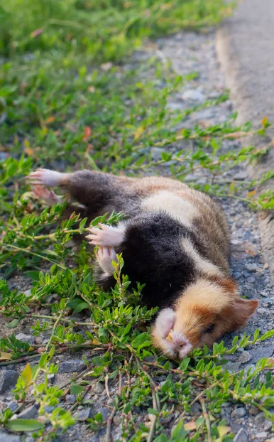 martwy chomik europejski na poboczu drogi