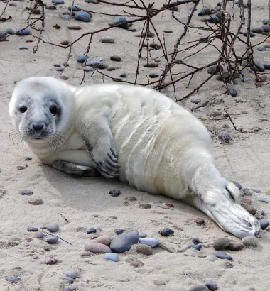 Szczenię foki w kremowo-białym umaszczeniu