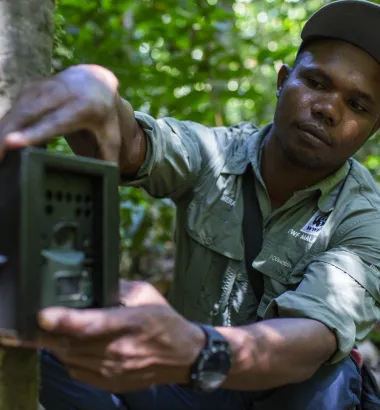 monitoring tygrysów