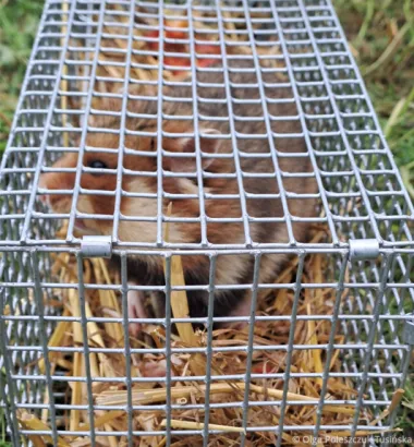 chomik europejski w bezpiecznej klatce