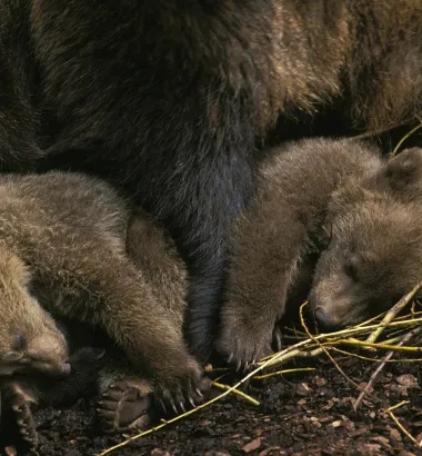 śpiące młode niedźwiedzie 