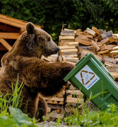 Niedźwiedź grzebiący w śmietniku