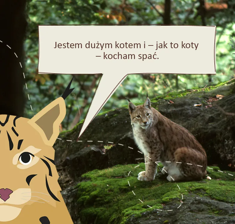 Rozbrykany Ryś: Jestem dużym kotem i – jak to koty – kocham spać
