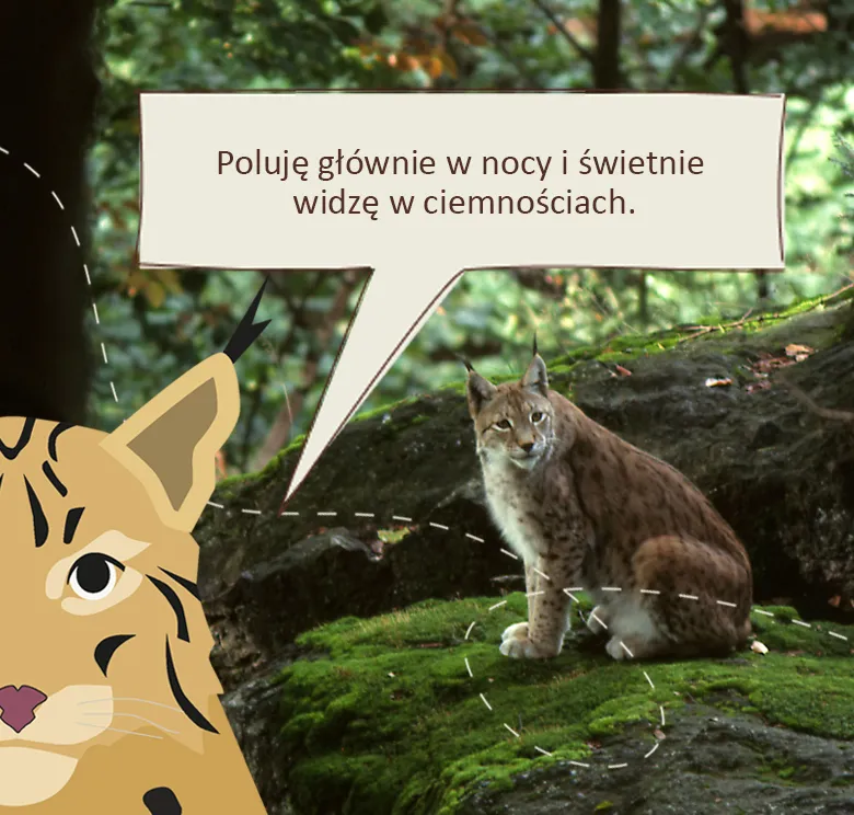 Rozbrykany Ryś: Poluję głównie w nocy i świetnie widzę w ciemnościach