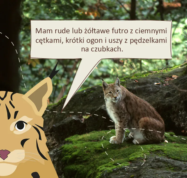 Rozbrykany Ryś: Mam rude lub żółtawe futro z ciemnymi cętkami, krótki ogon i uszy z pędzelkami na czubkach