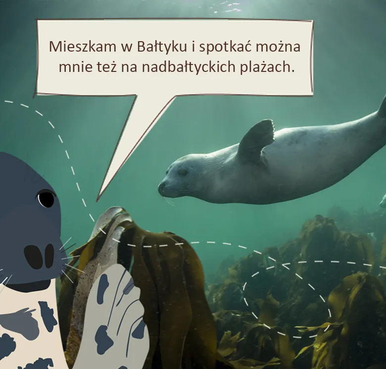 Foka szara: Mieszkam w Bałtyku i spotkać można mnie też na nadbałtyckich plażach