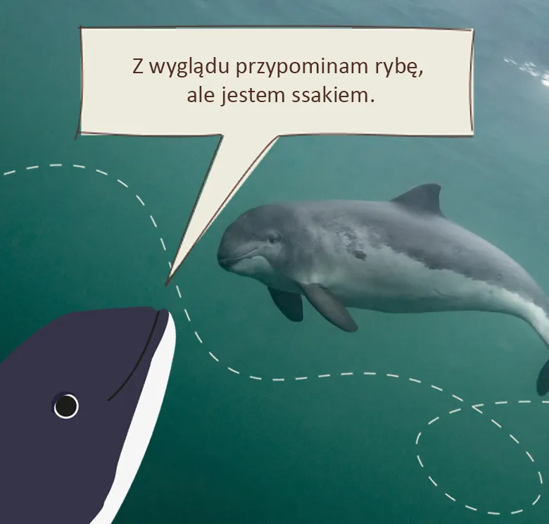 Mądry morświn: z wyglądu przypominam rybę, ale jestem ssakiem