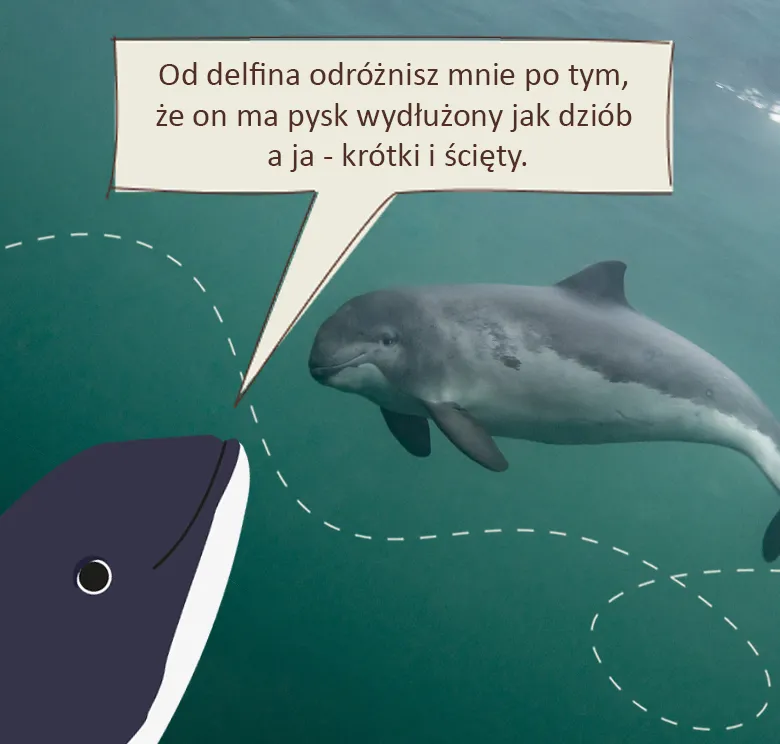 Mądry morświn: od delfina odróżnisz mnie po tym, że on ma pysk wydłużony jak dziób a ja – krótki i ścięty