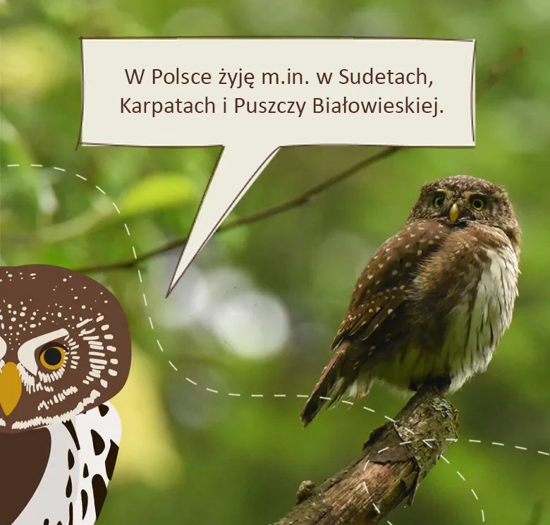 Sprytna Sóweczka: w Polsce żyję m.in. w Sudetach, Karpatach i Puszczy Białowieskiej