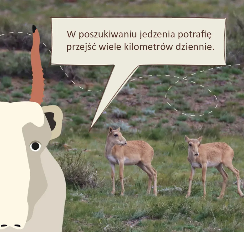 Serdeczny suhak: w poszukiwaniu jedzenie potrafię przejść wiele kilometrów dziennie
