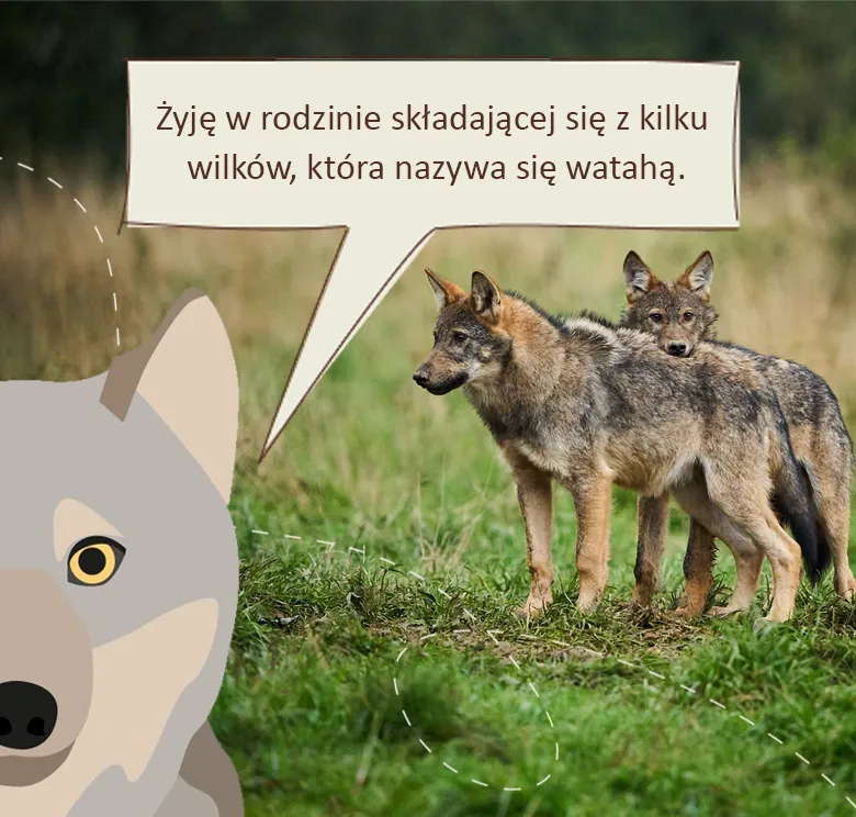 Wrażliwy wilk: żyję w rodzinie składającej się z kilku wilków, która nazywa się watahą.