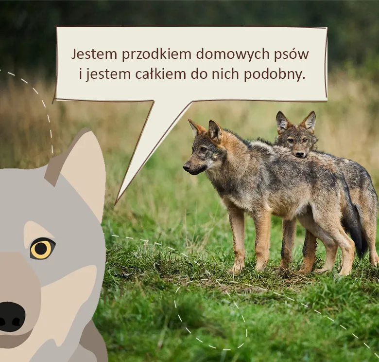 Wrażliwy wilk: jestem przodkiem domowych psów i jestem nawet całkiem do nich podobny.