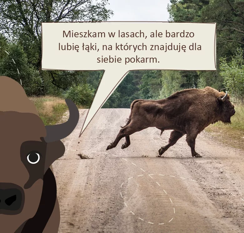 Żwawy Żubr: mieszkam w lasach, ale bardzo lubię łąki - śródleśne, jak i w dolinach rzek, gdzie znajduję dla siebie pokarm