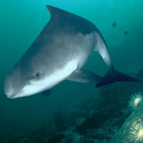 morświn z populacji bałtyckiej