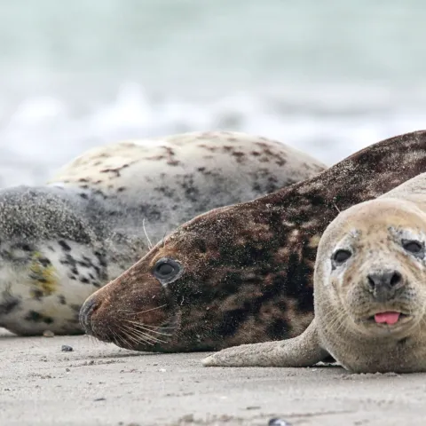 3 foki obok siebie na plaży