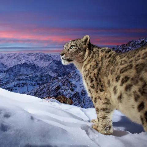 Pantera śnieżna na tle zachodzącego słońca