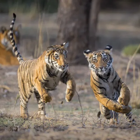 tygrysy w biegu