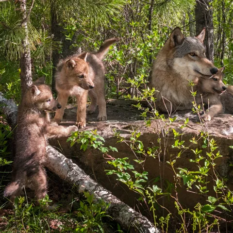 rodzina wilków z małymi