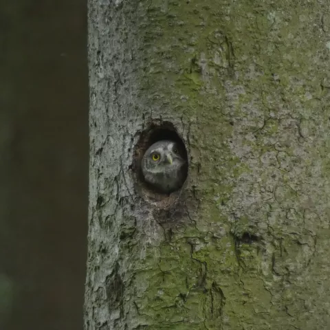 sóweczka w dziupli
