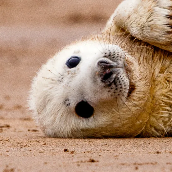 Młoda foka leżąca na plaży grzbietem do dołu