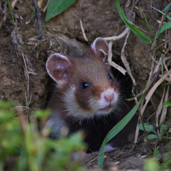 chomik europejski w norze