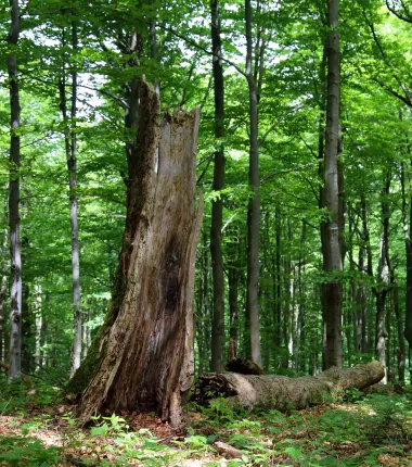 obumarłe drzewo