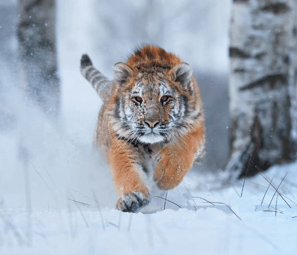 biegnący tygrys w śniegu