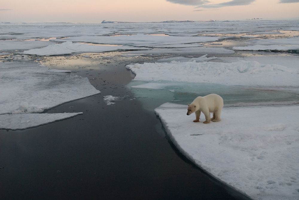 Niedźwiedź polarny stojący na krze