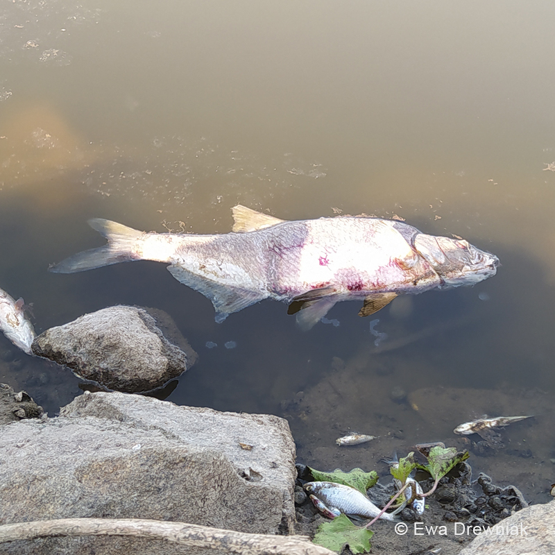 Martwa ryba w Odrze