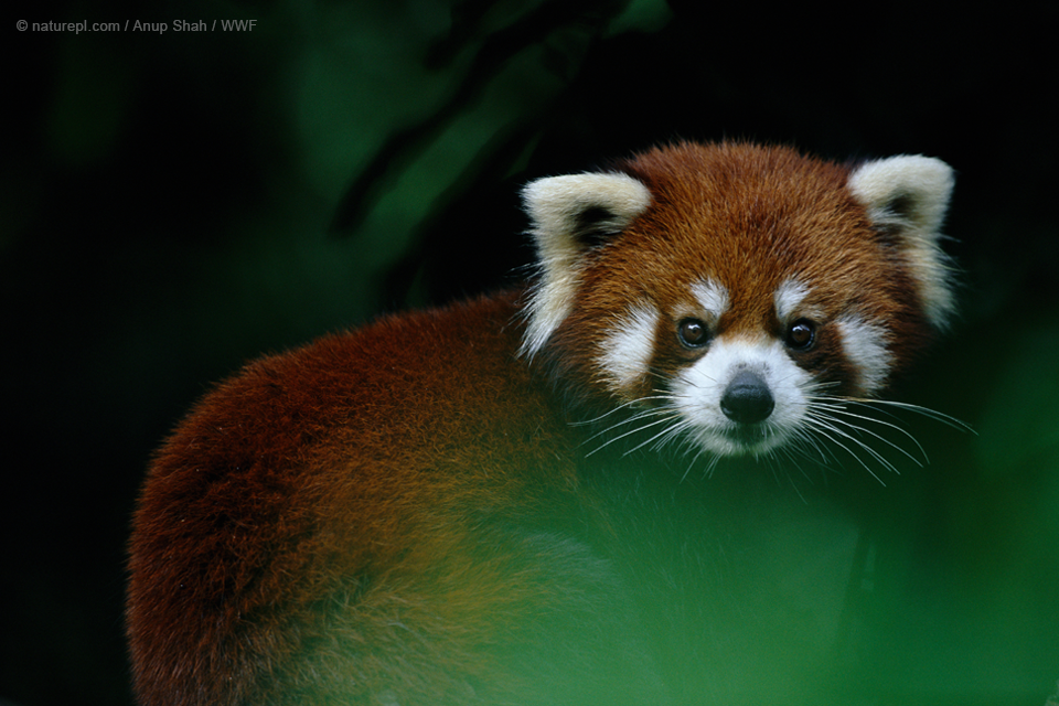 Panda czerwona