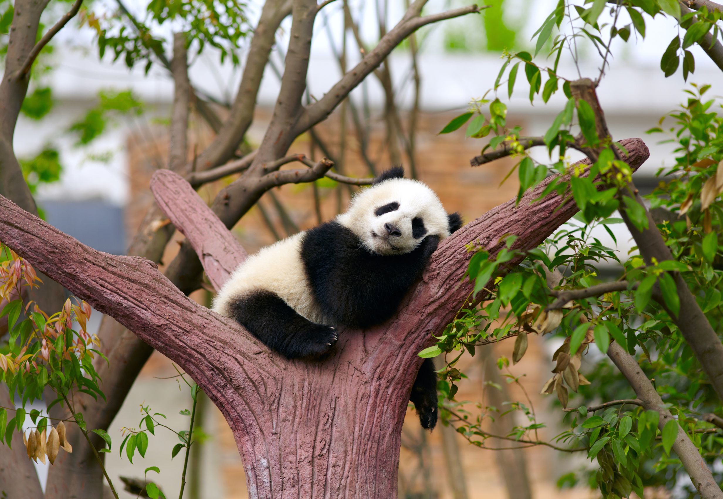 Znalezione obrazy dla zapytania: obrazki panda