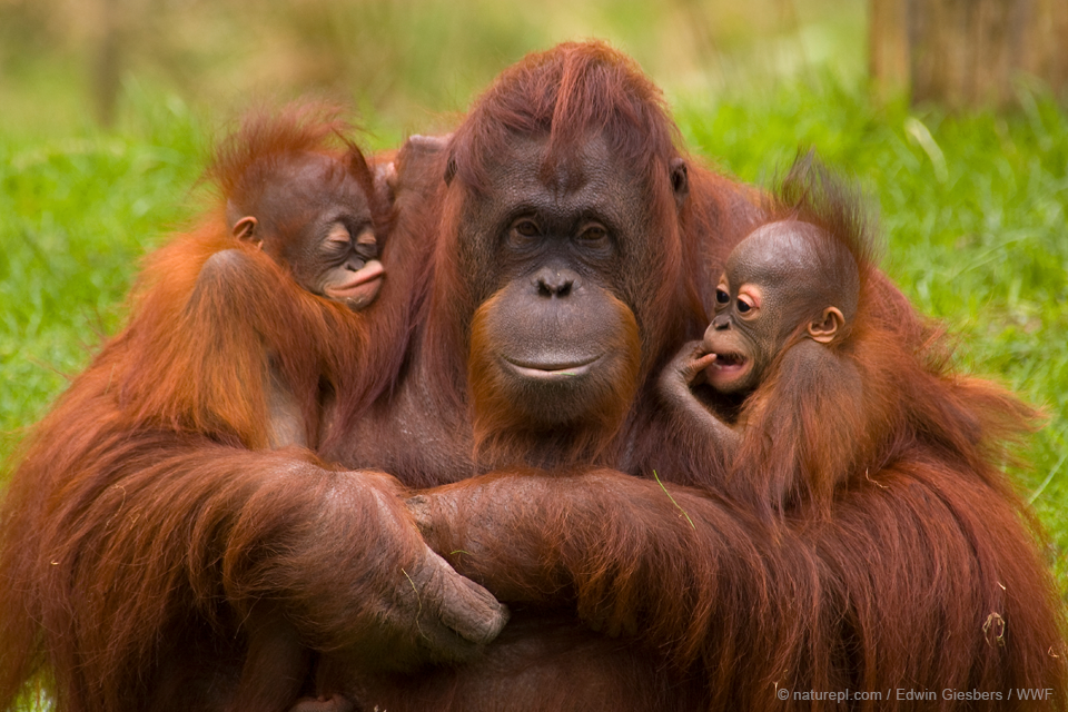 Samica orangutana o nazwie Sandy