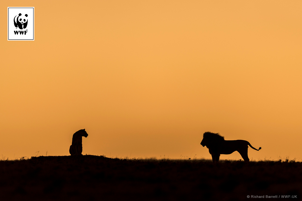 Para lwów w Masai Mara Game Reserve