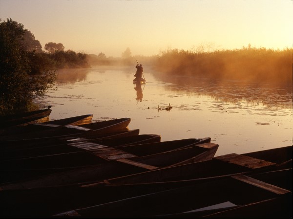 Narew