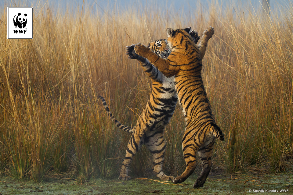 Dwa tygrysy w tańcu walki