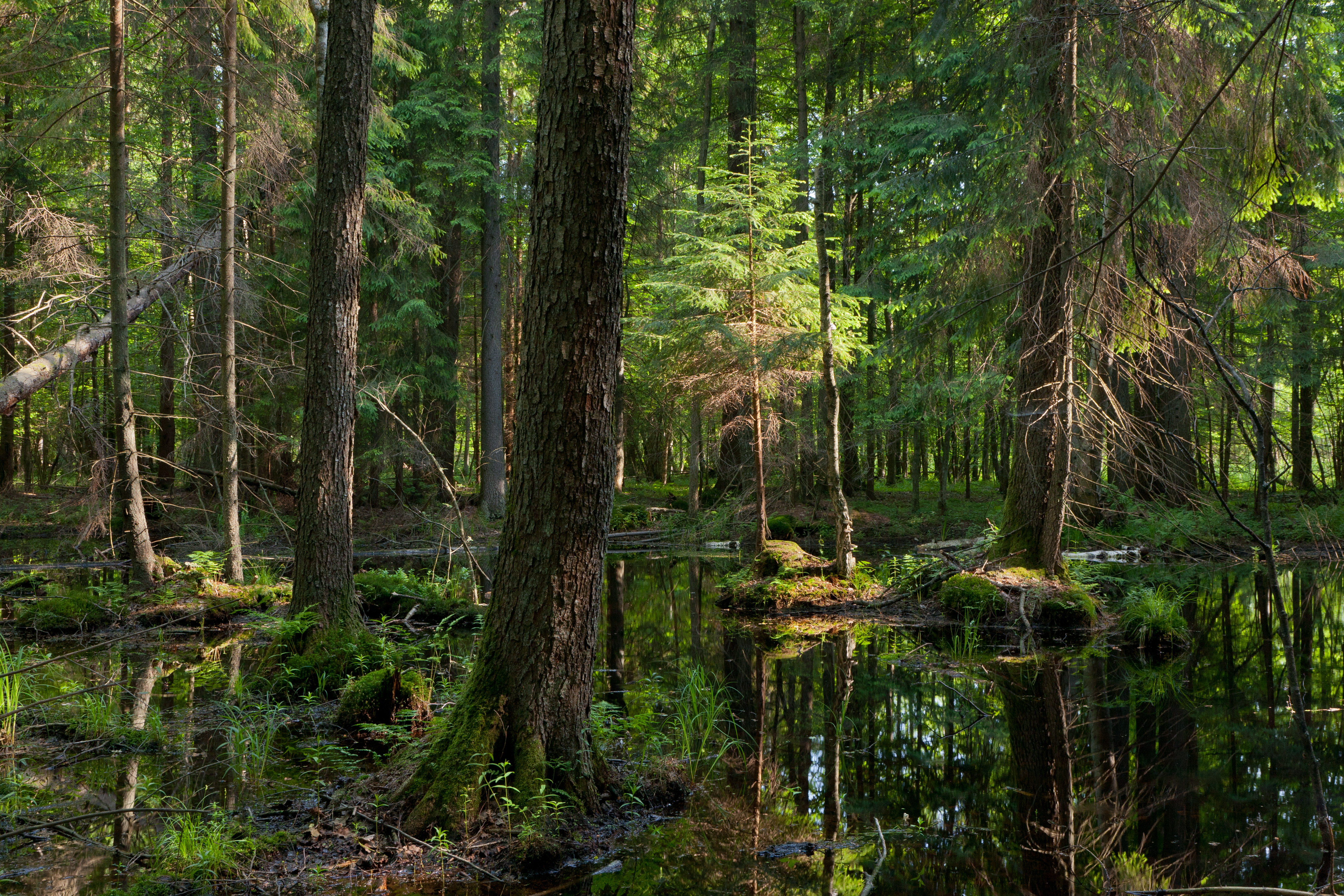 Puszcza Białowieska